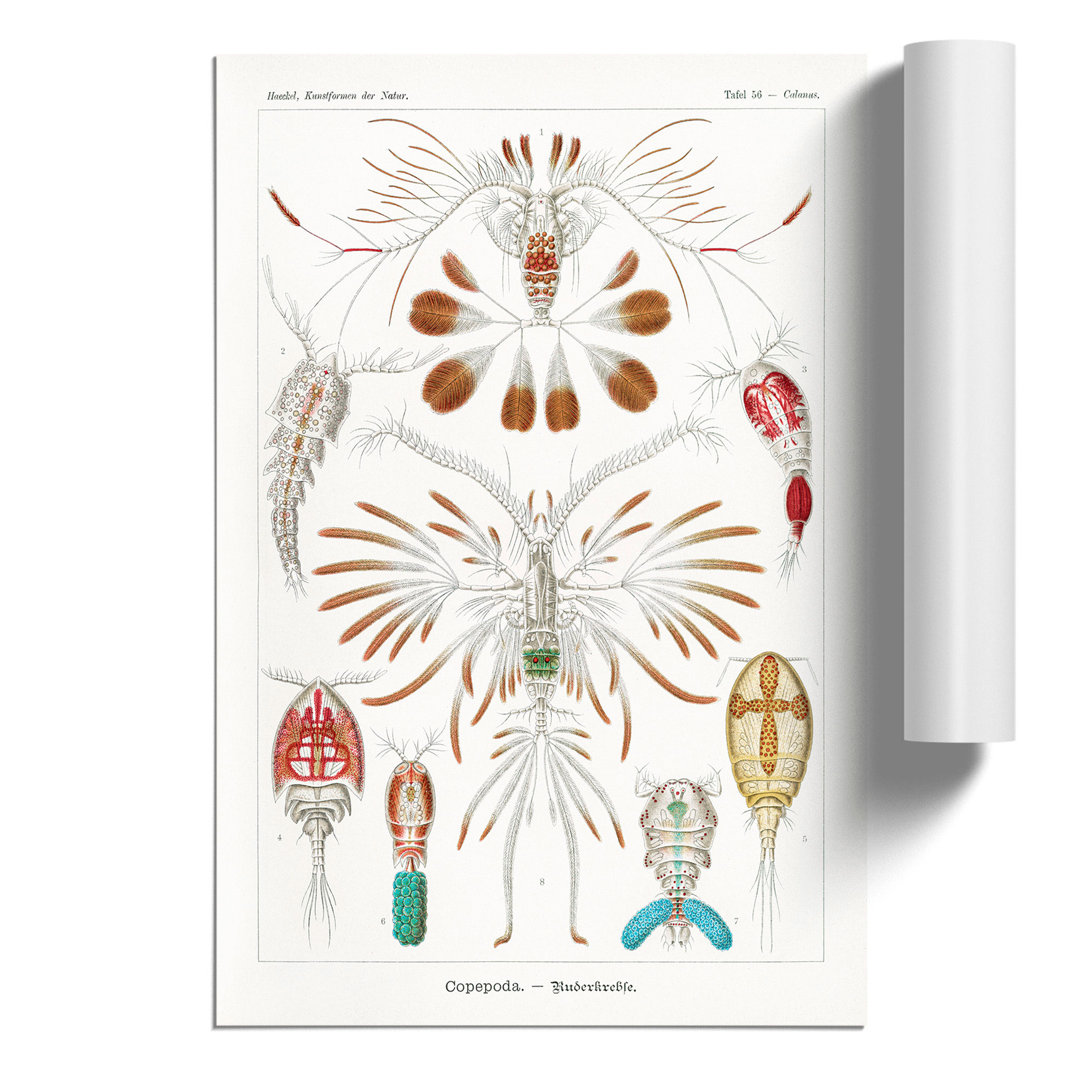 Copepod Crustaceans by Ernst Haeckel - Frameless Print