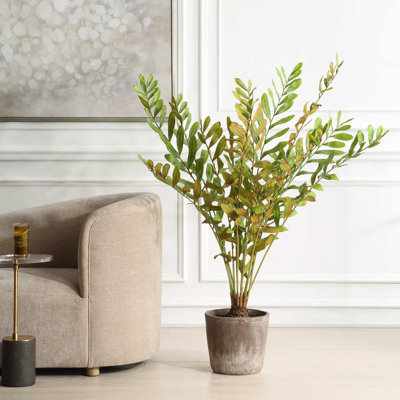 Zamia Uttermost dans un pot de fleurs