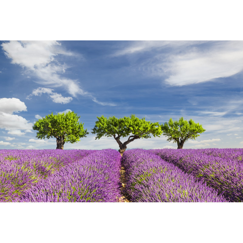 Lavender Field With Three Trees - Wrapped Canvas Print, 61cm H x 91cm W x 3.8cm D