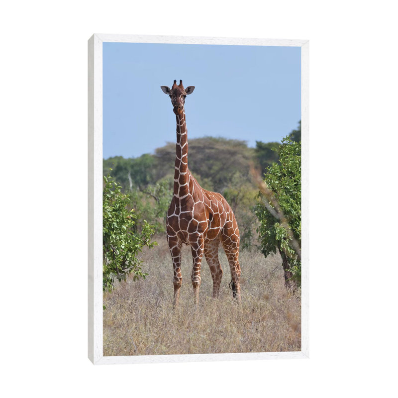 Reticulated Giraffe Frontal by Elmar Weiss - Print on Canvas, 101.6 cm H x 66.04 cm W, White Framed