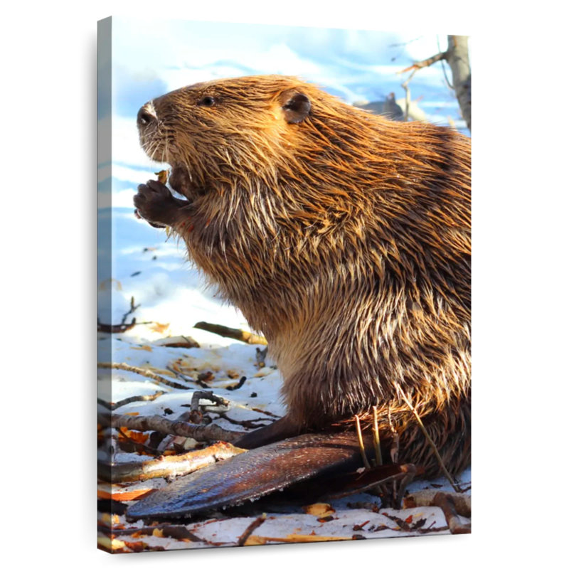 Brampt Beaver In Winter, 12" H x 8" W