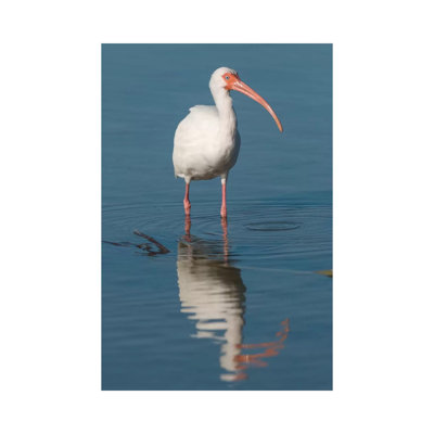 White Ibis, Fort Myers Beach, Florida I by Steve Gettle - Wrapped Canvas Print