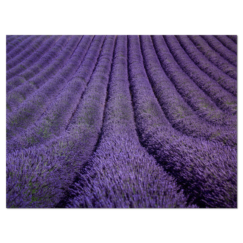 Texture florale lavande texture reproduction de photo sur toile tendue, H 30 po x l 40 po x P 1 po