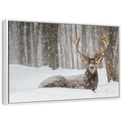 Wapiti recouvert de neige
