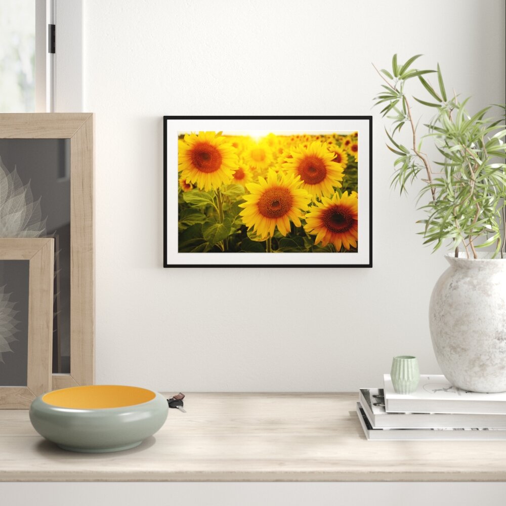 Gerahmtes Poster Sonnenblumen auf dem Feld