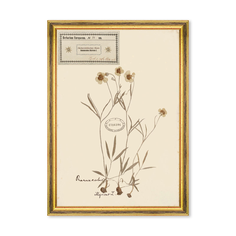 HERBARIUM ALPINIUM IV