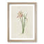 Pink Zephyr Lily Illustration - Framed Print-55616652-55616653