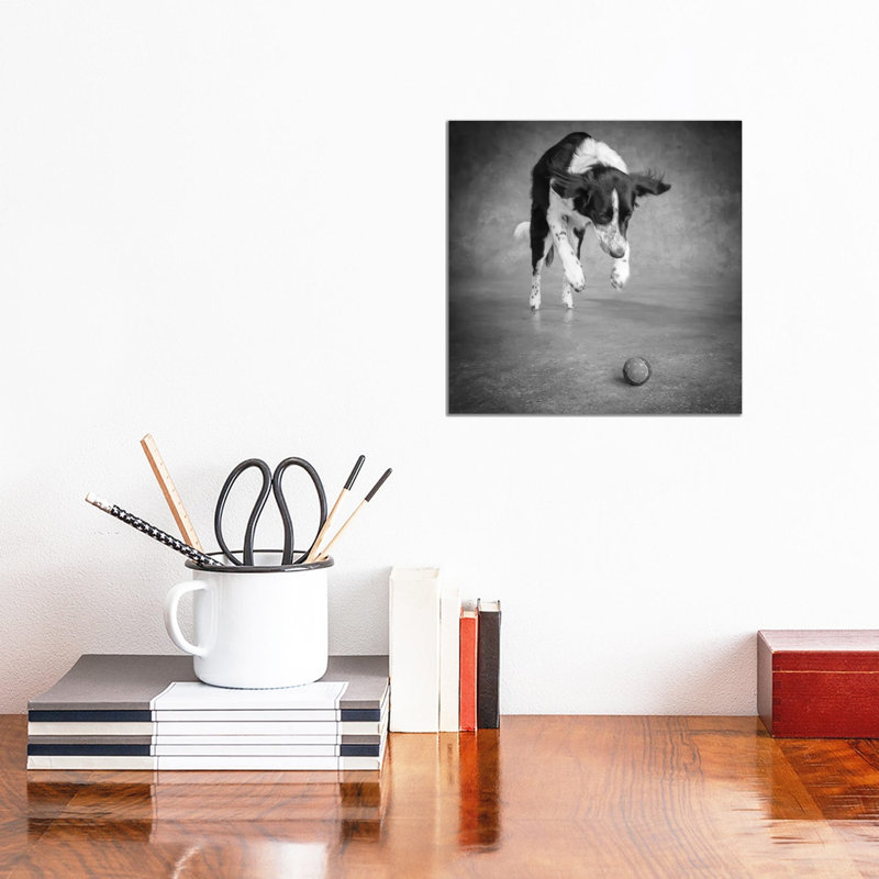 Portrait Of A Border Collie Mix Dog - Wrapped Canvas Print, 30.48 cm H x 30.48 cm W