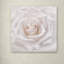 «Soft White Rose» par Cora Niele - reproduction de photo sur fCanves-31382955
