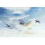 Birds in the Sky - Exotic Blue
