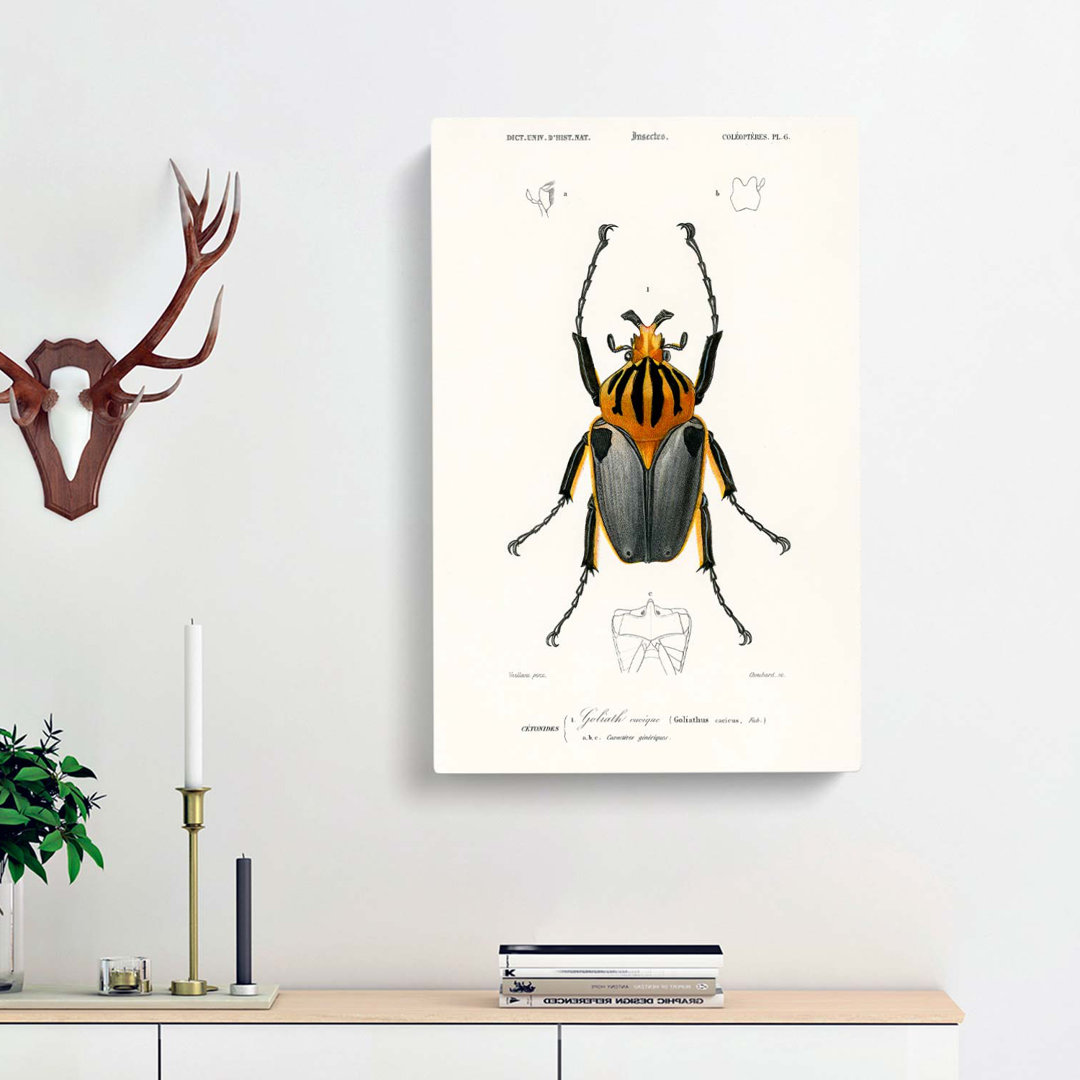 Beetle Illustration PL.6 by Charles D Orbigny - Wrapped Canvas