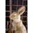 Resin Garden Rabbit 23"H – Shabby Chic Outdoor Bunny Statue