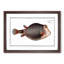 Knitted Trunk-Fish by M.E. Bloch - Picture Frame Graphic Art Print-55609673-55609674