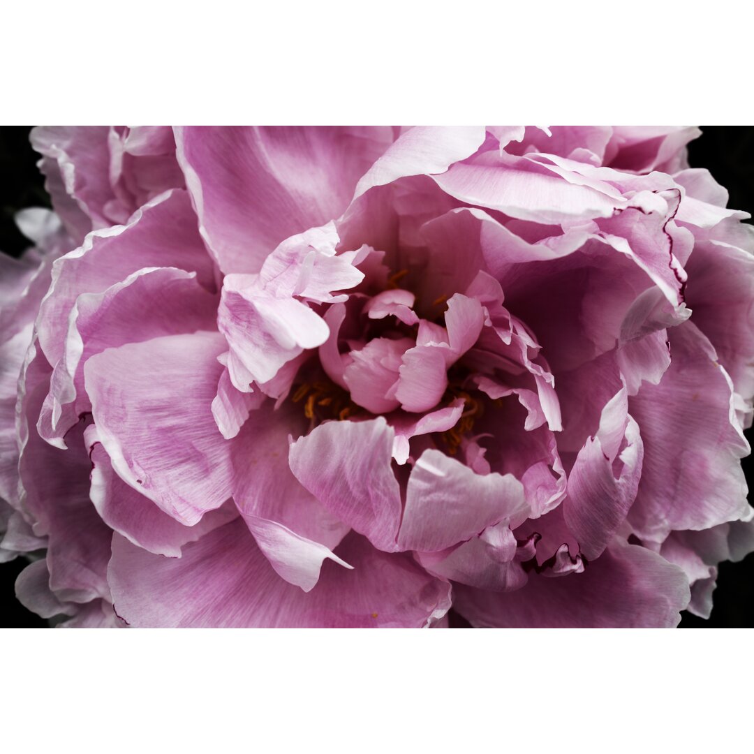 Leinwandbild Pink Peony Passion III von Irena Orlov