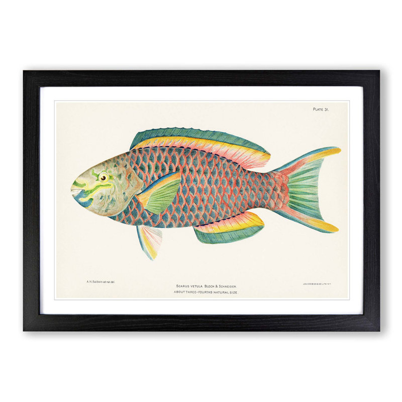 Tropical Fish by Henry Baldwin - Picture Frame Painting Print, 48cm H x 65cm W x 2cm D, Black Framed