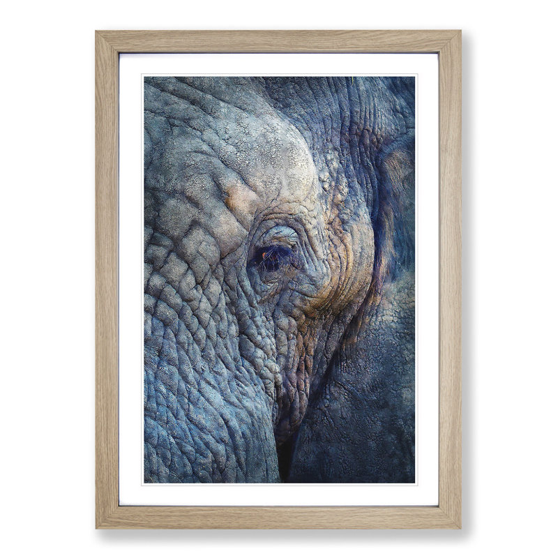 Blue Elephant - Picture Frame Photograph Print, 45cm H x 33cm W x 2cm D, Oak Framed