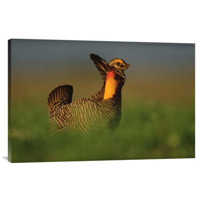 " Greater Prairie Chicken Male " Print