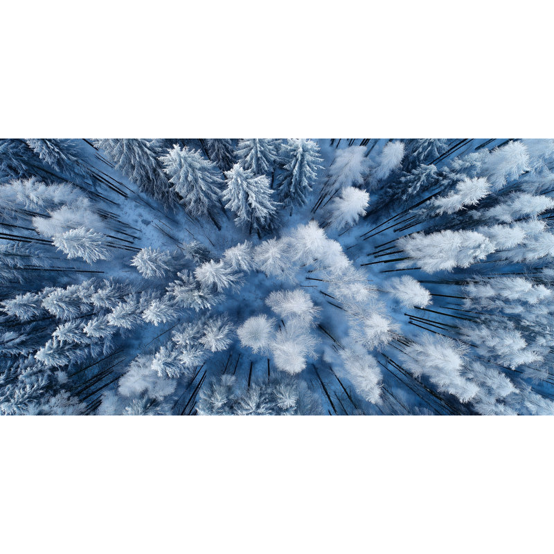 «Blue Haze Winter Trees», art mural sur toile tendue, H 20 po x l 40 po