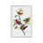 Painted Bunting by John Audubon - Painting on Canvas-1527762852-1534986137