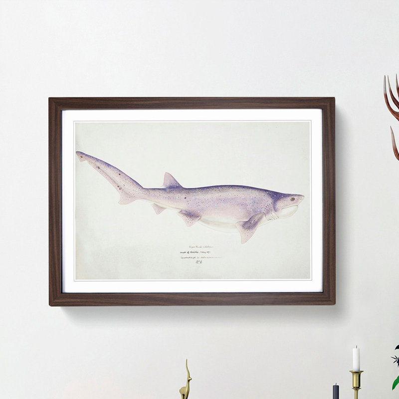 Illustration of a Tiger Shark by F.E. Clarke - Picture Frame Painting Print, Walnut Framed, 36cm H x 48cm W x 2cm D