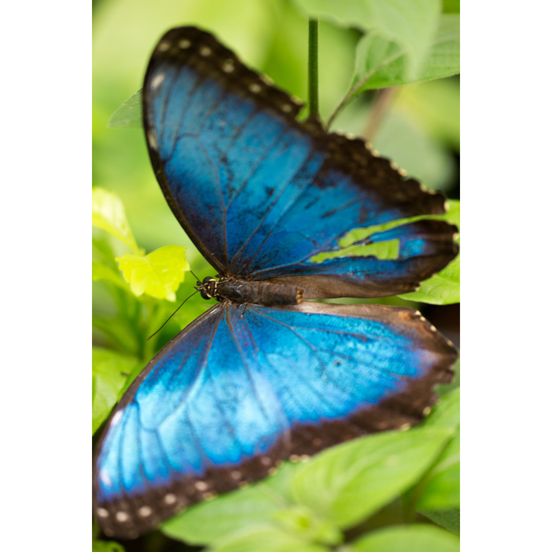 Blauer Schmetterling - Leinwandbild