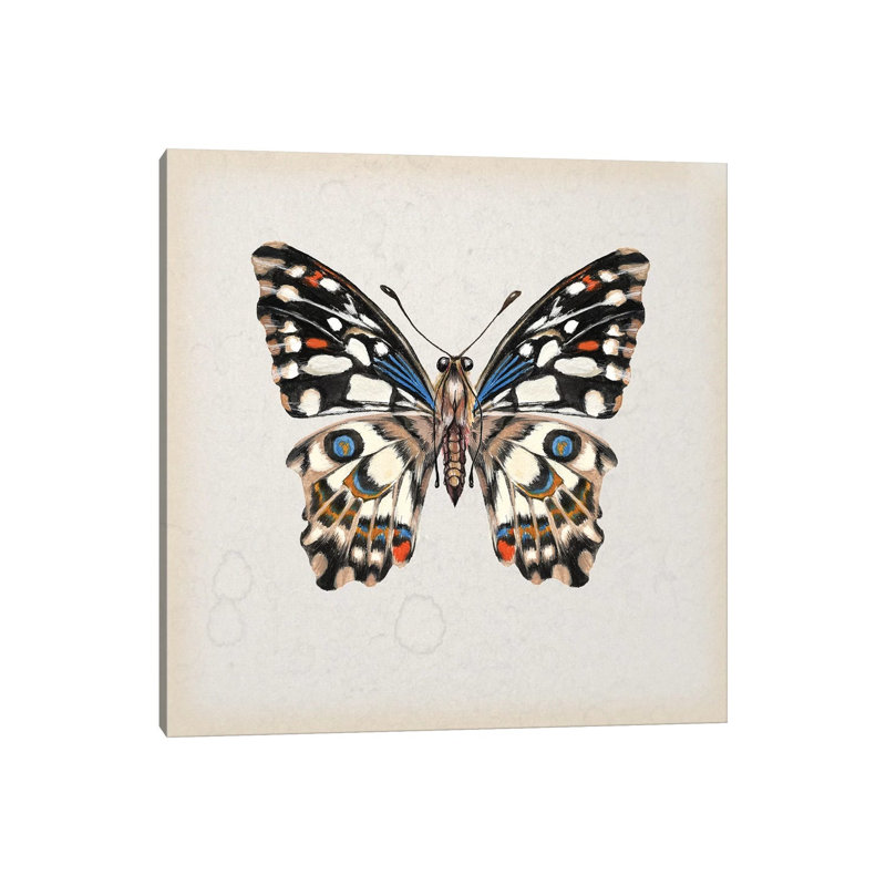 Butterfly Study II by Melissa Wang - Wrapped Canvas Painting, 45.72cm H x 45.72cm W x 1.91cm D