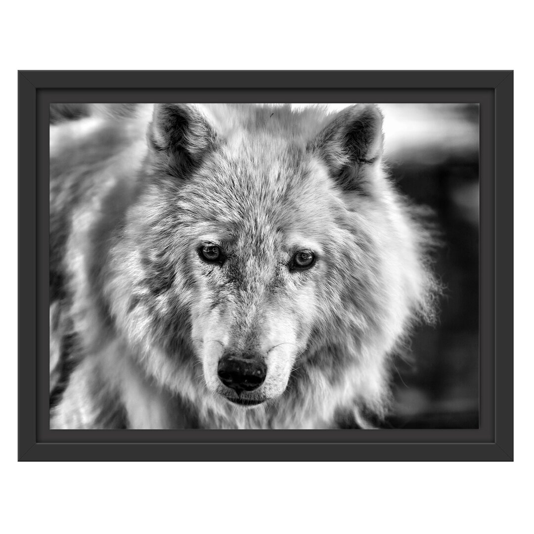 Gerahmter Kunstdruck Beautiful Polar Wolf