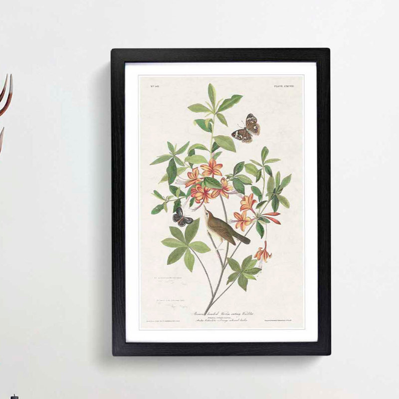 Warbler Bird & Butterflies by John Audubon - Picture Frame Painting Print, 65cm H x 48cm W x 2cm D, Black Framed