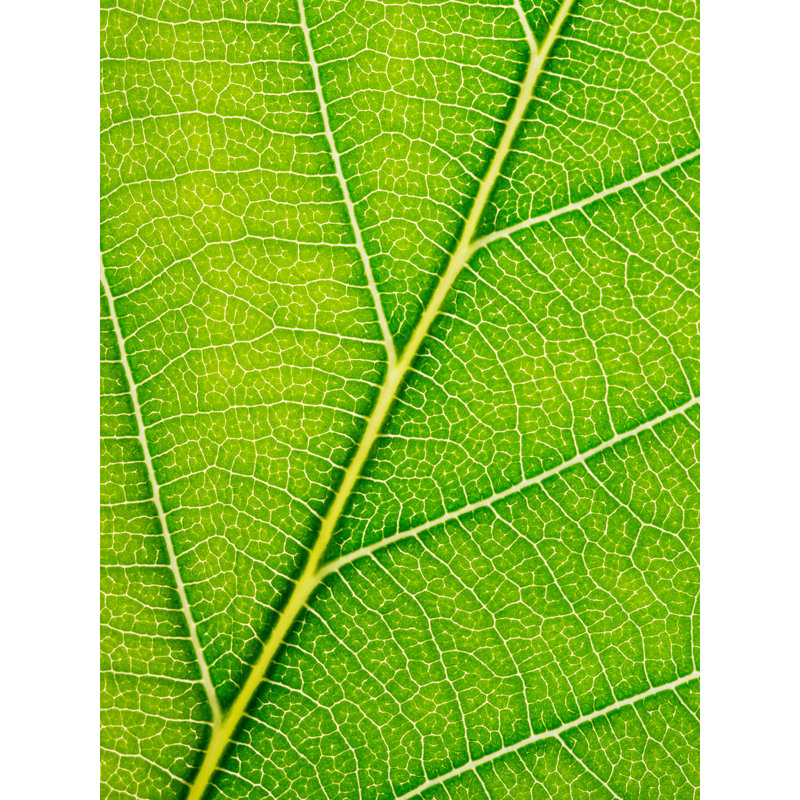 Feuille d'automne par Philippe Moisoux - photographie, H 33 po x l 25 po, Toile avec cadre noir
