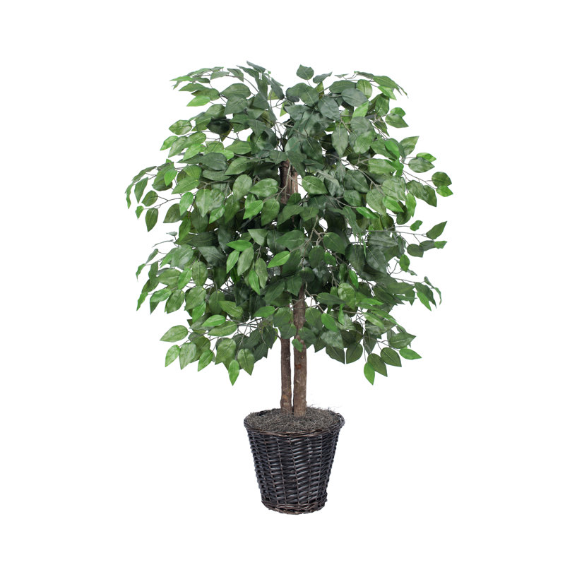 Ficus naturel en pot dans un panier