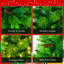 Arbre de Noël vert gazon, pin à grandes branches, ensemble pré-éclairé avec arbre, guirlande et couronne, arbre de Noël artificiel avec pommes de pin, arbre de Noël à charnières, pour la fête des Fêtes