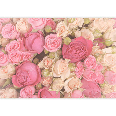 Rose, blanc, rose rétro, fleur