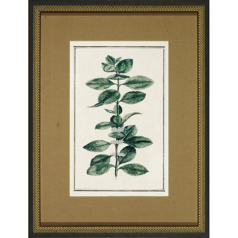 Vintage Botanical Sketch III Print