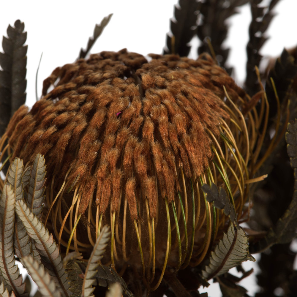 Banksia Stems