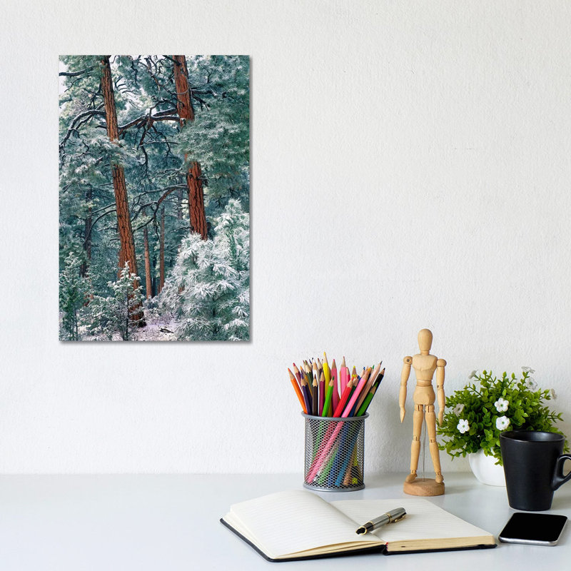 Ponderosa Pine Forest After Fresh Snowfall, Rocky Mountain National Park, Colorado by Tim Fitzharris - Wrapped Canvas Print