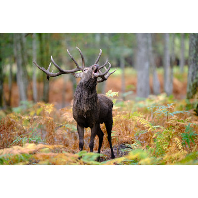 Elaphe Deer by Marc Chesneau - Wrapped Canvas Print