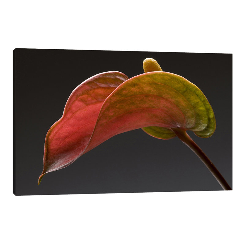 Anthurium 3 by Barry Siedman - Wrapped Canvas Painting, 30 cm H x 46 cm W x 4 cm D