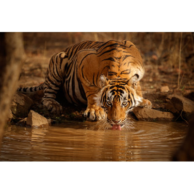 Tiger Male Drinking Water