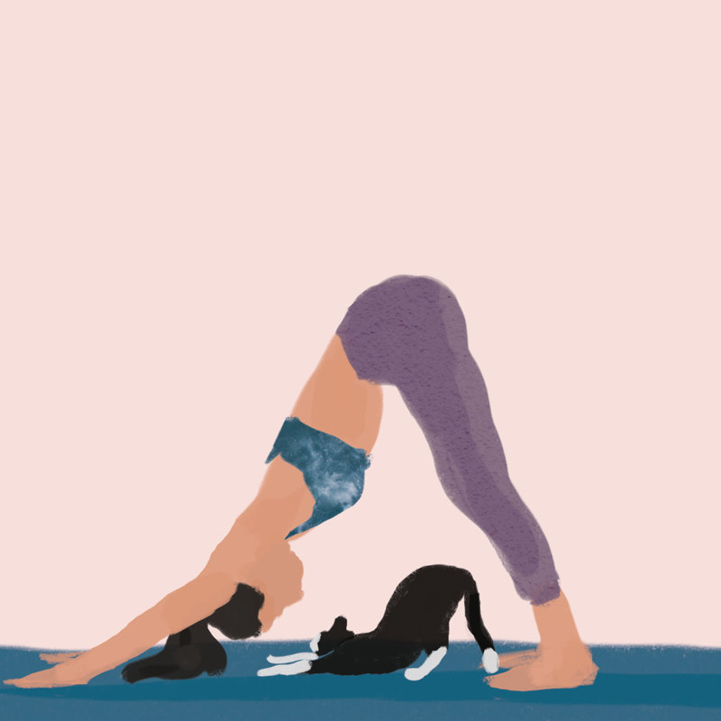 Cat Yoga - Wrapped Canvas Print, 122cm H x 122cm W x 3.8cm D