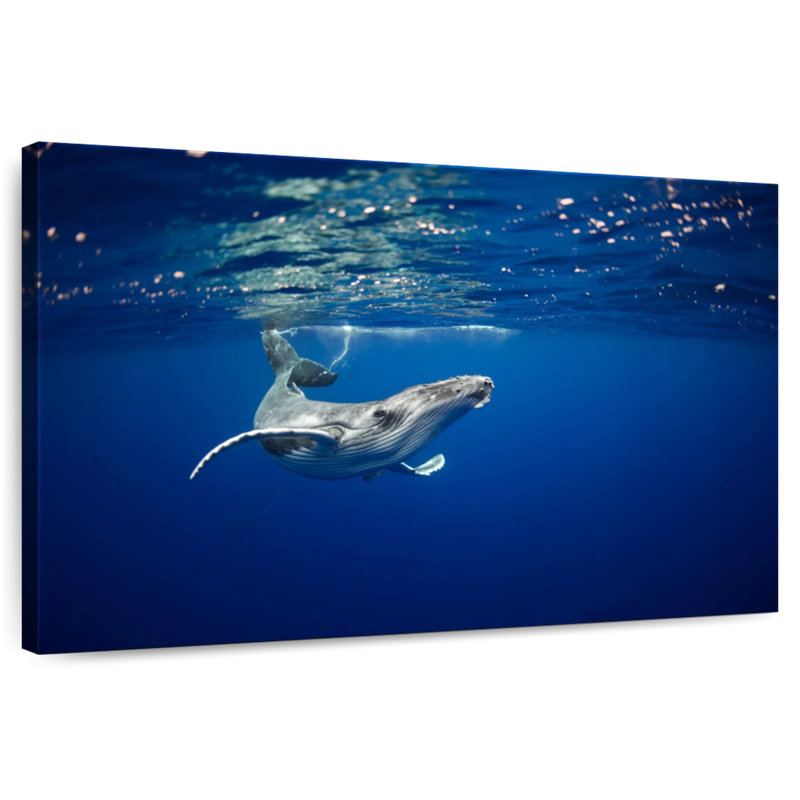 Brampt Humpback Whale In The Sea