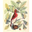 Oiseau et hiccory-1074011206