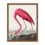 «Coastal Retreat Pink Flamingo II from Birds Of America» (1827) par John James Audubon-746573348-746573520-746573527