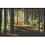 Forest Shadows Print by Sam Nash