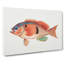 Illustration of a Rockfish by F.E. Clarke - Wrapped Canvas-55360348