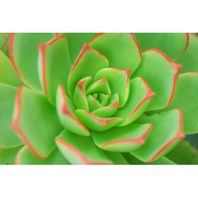 " Aeonium Background " by Irabell