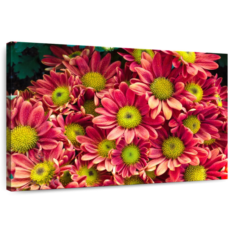 Chrysanthèmes Harnek Daisy