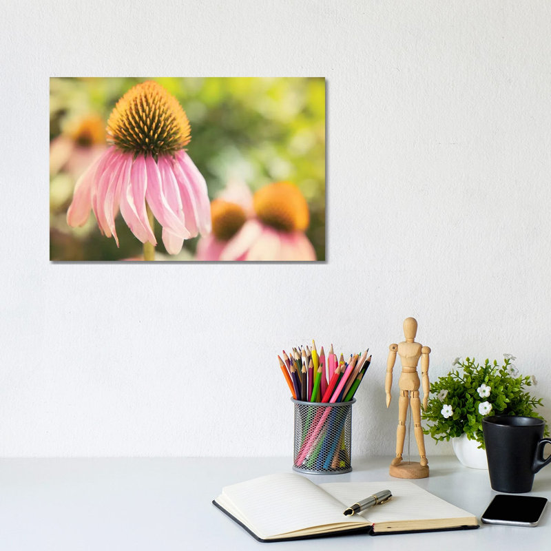 Echinacea Study II by Jason Johnson - Wrapped Canvas Print, 20.32 cm H x 30.48 cm W