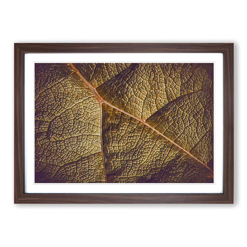 Paths of the Leaf - Picture Frame Photograph Print, 48cm H x 65cm W x 2cm D, Walnut Framed
