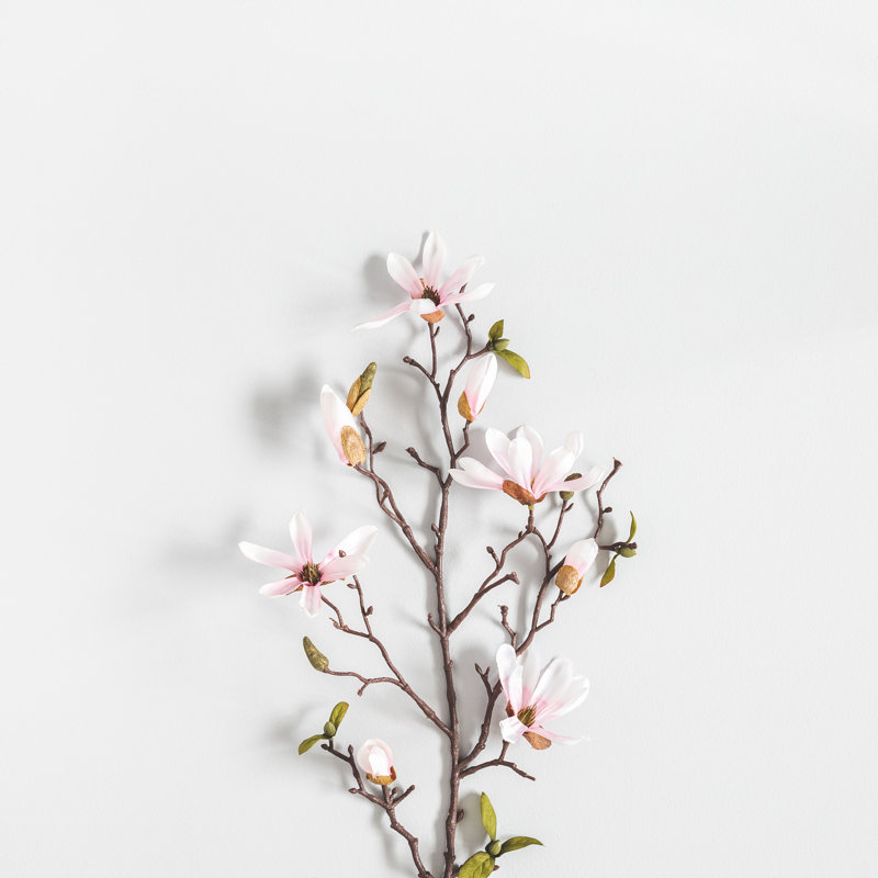 Magnolia Flowers - Wrapped Canvas Print, 30cm H x 46cm W