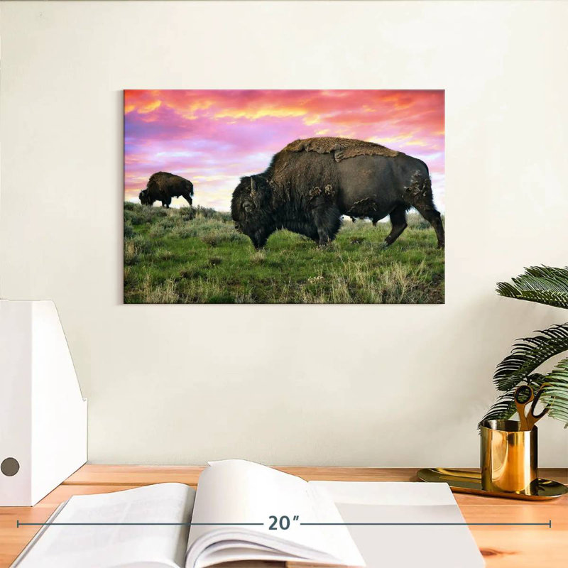 Brampt Bison And Buffalo